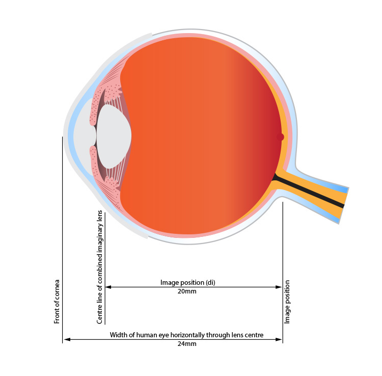 Size of a human eye